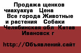 Продажа щенков чиахуахуа › Цена ­ 12 000 - Все города Животные и растения » Собаки   . Челябинская обл.,Катав-Ивановск г.